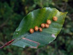 Hálky bejlomorky Hartigiola annulipes