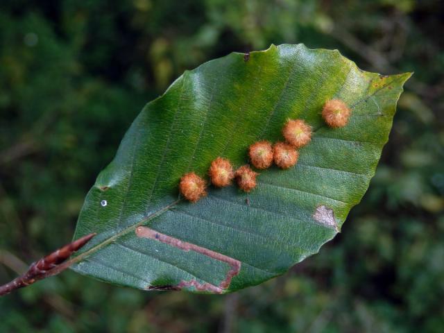 Hálky bejlomorky Hartigiola annulipes