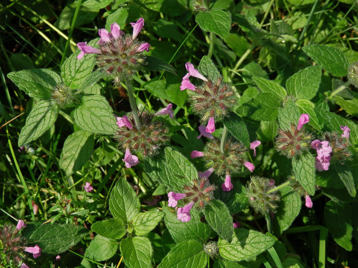 Klinopád obecný (Marulka klinopád) (Clinopodium vulgare L.)