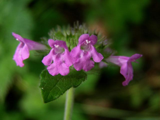 Klinopád obecný (Marulka klinopád) (Clinopodium vulgare L.)