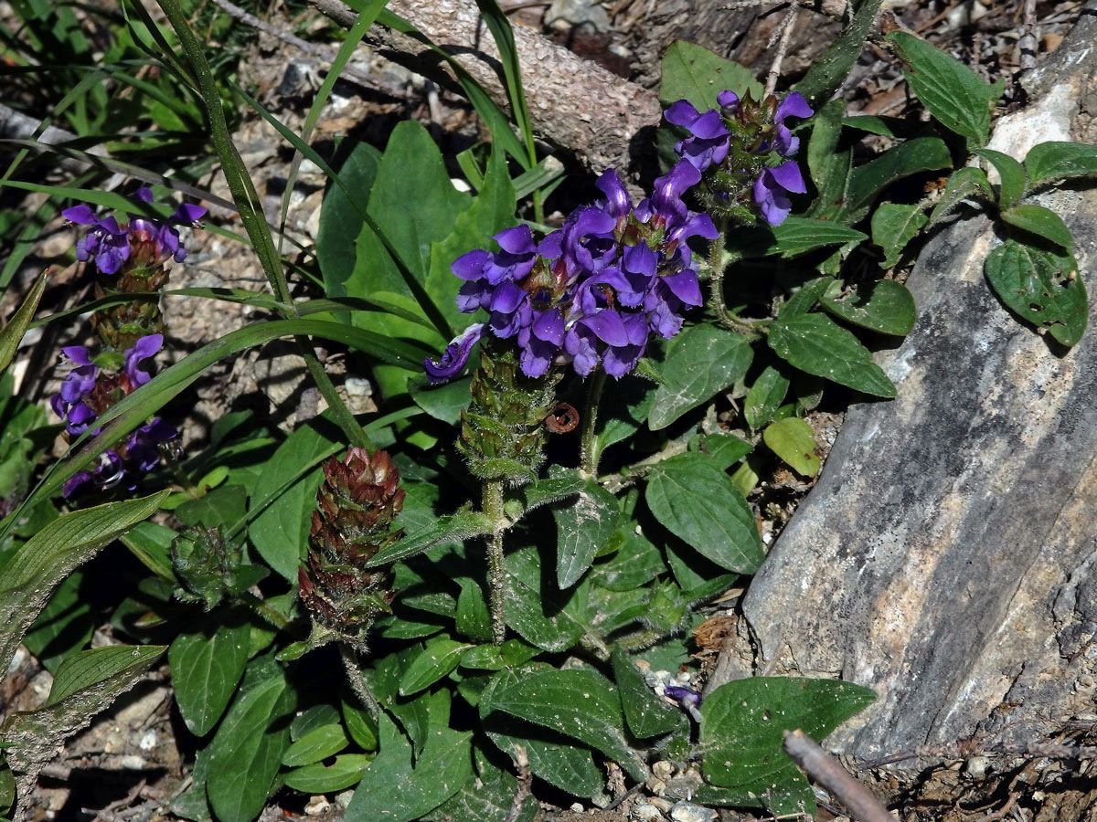 Černohlávek velkokvětý (Prunella grandiflora (L.) Scholler)