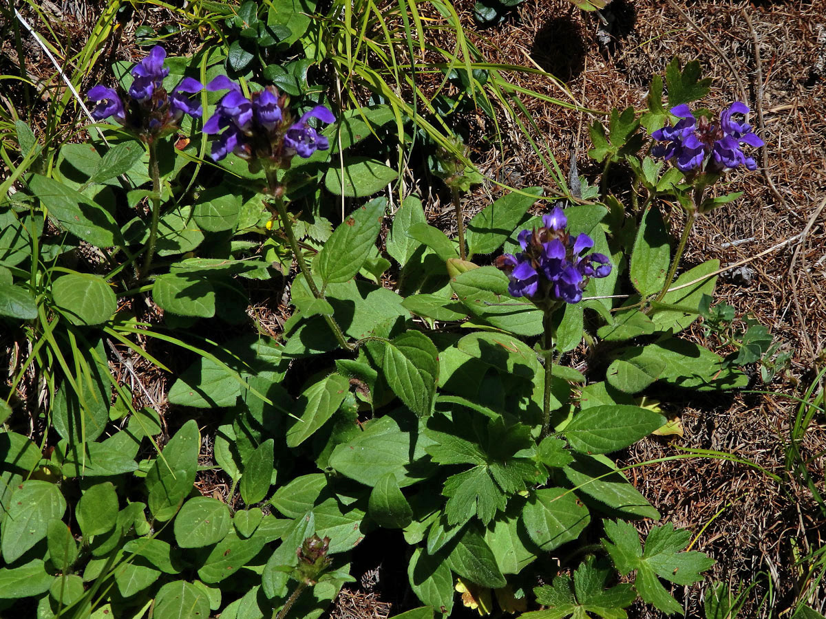 Černohlávek velkokvětý (Prunella grandiflora (L.) Scholler)