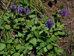 Černohlávek velkokvětý (Prunella grandiflora (L.) Scholler)