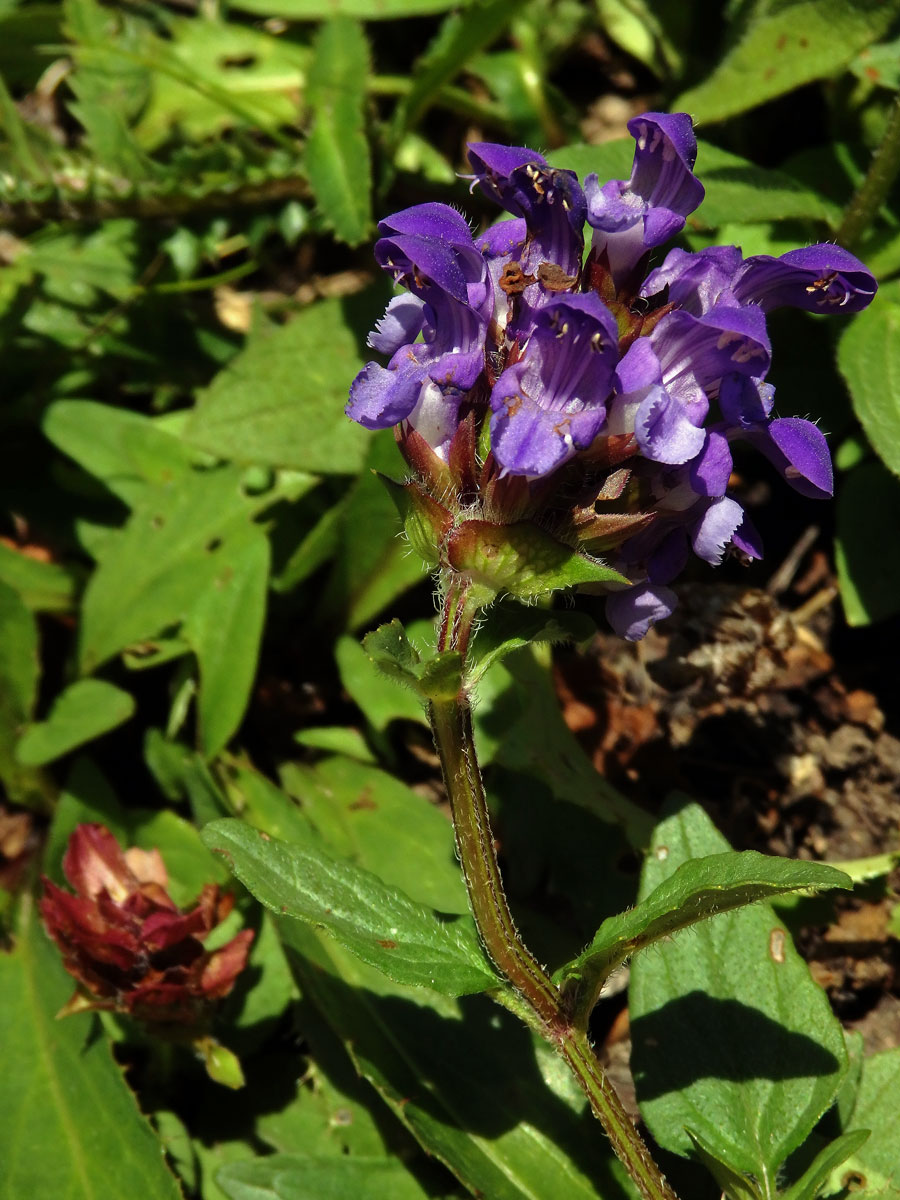 Černohlávek velkokvětý (Prunella grandiflora (L.) Scholler)