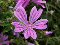 Sléz lesní (Malva sylvestris L.)