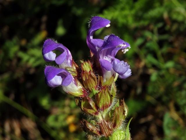 Černohlávek velkokvětý (Prunella grandiflora (L.) Scholler)