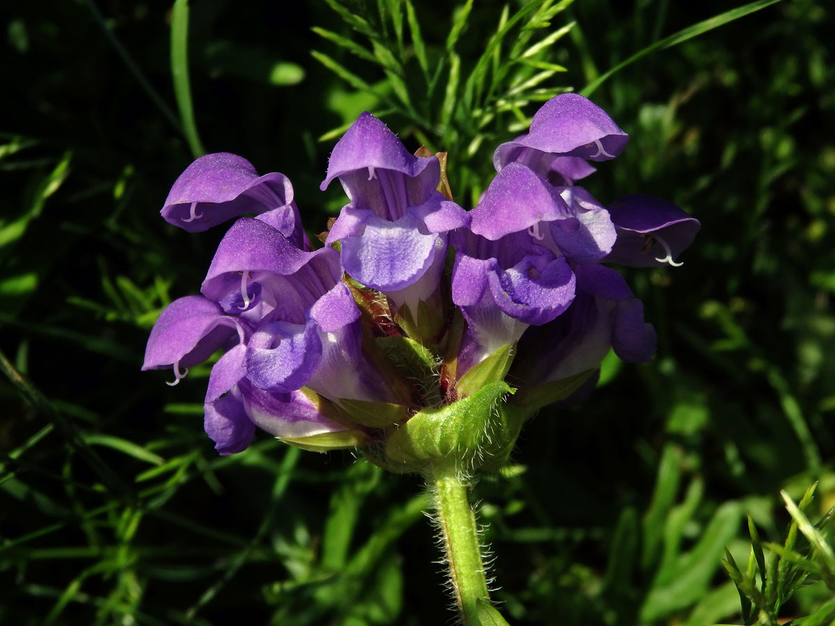 Černohlávek velkokvětý (Prunella grandiflora (L.) Scholler)