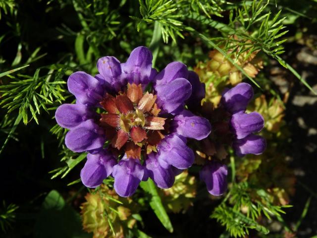 Černohlávek velkokvětý (Prunella grandiflora (L.) Scholler)