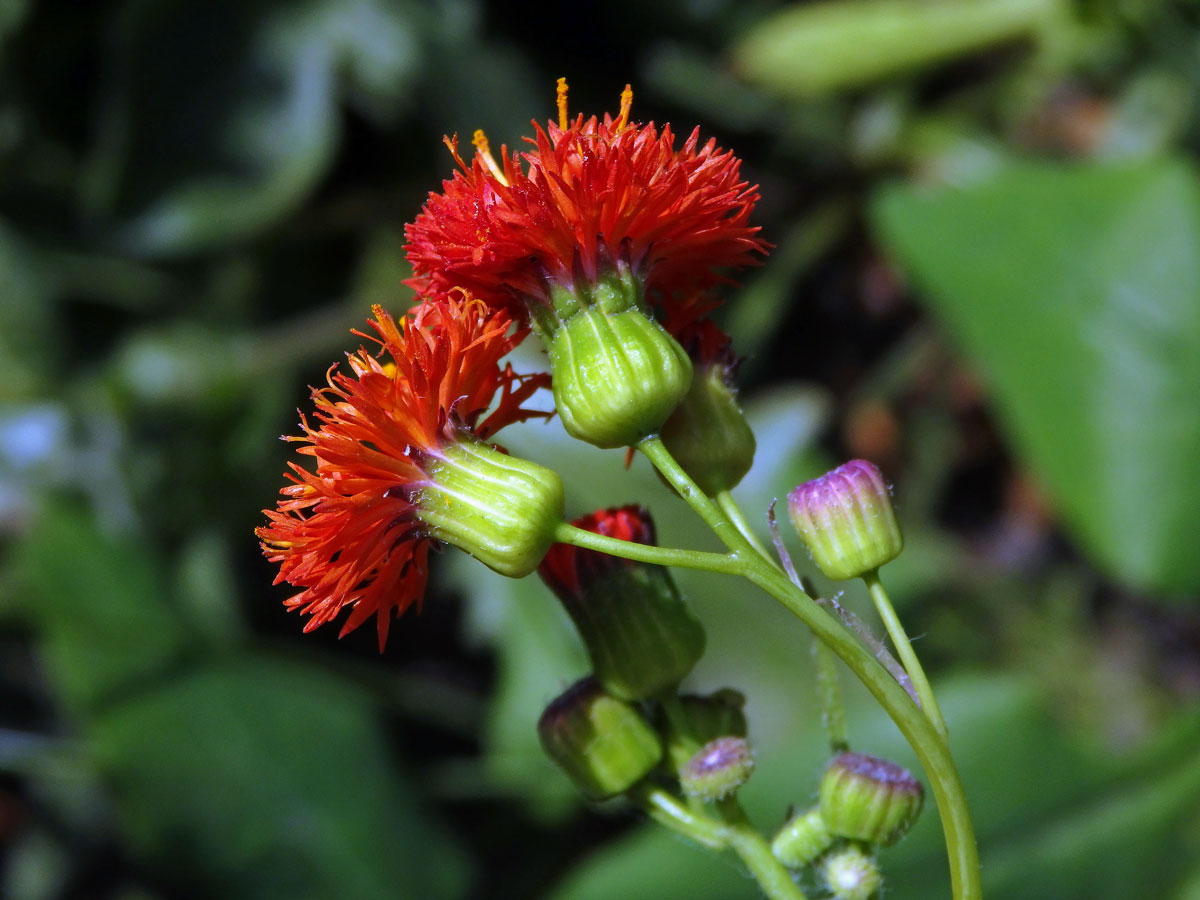 Milostna šarlatová (Emilia coccinea (Sims) G. Don)