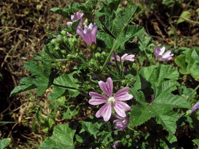 Sléz lesní (Malva sylvestris L.)