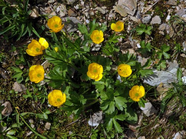 Pryskyřník horský (Ranunculus montanus Willd.)