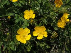 Pryskyřník horský (Ranunculus montanus Willd.)