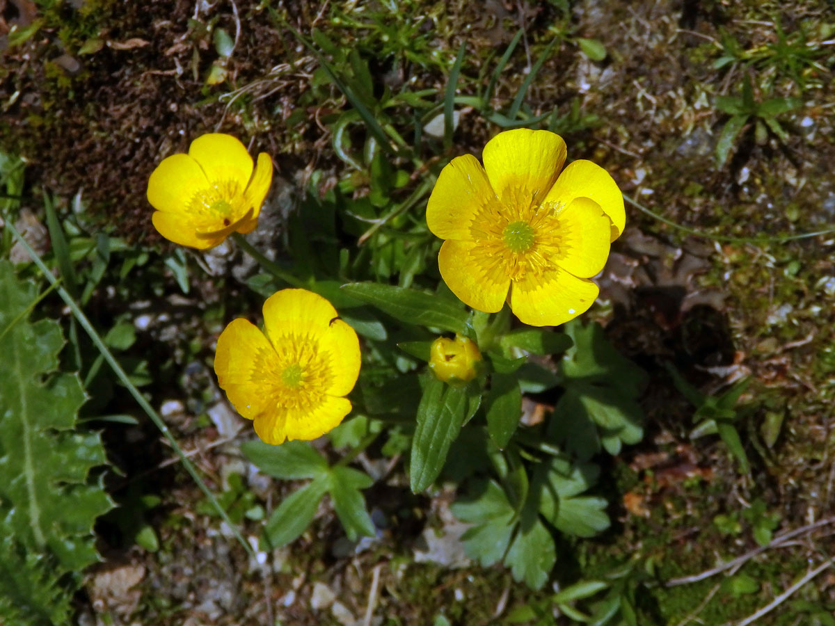 Pryskyřník horský (Ranunculus montanus Willd.)