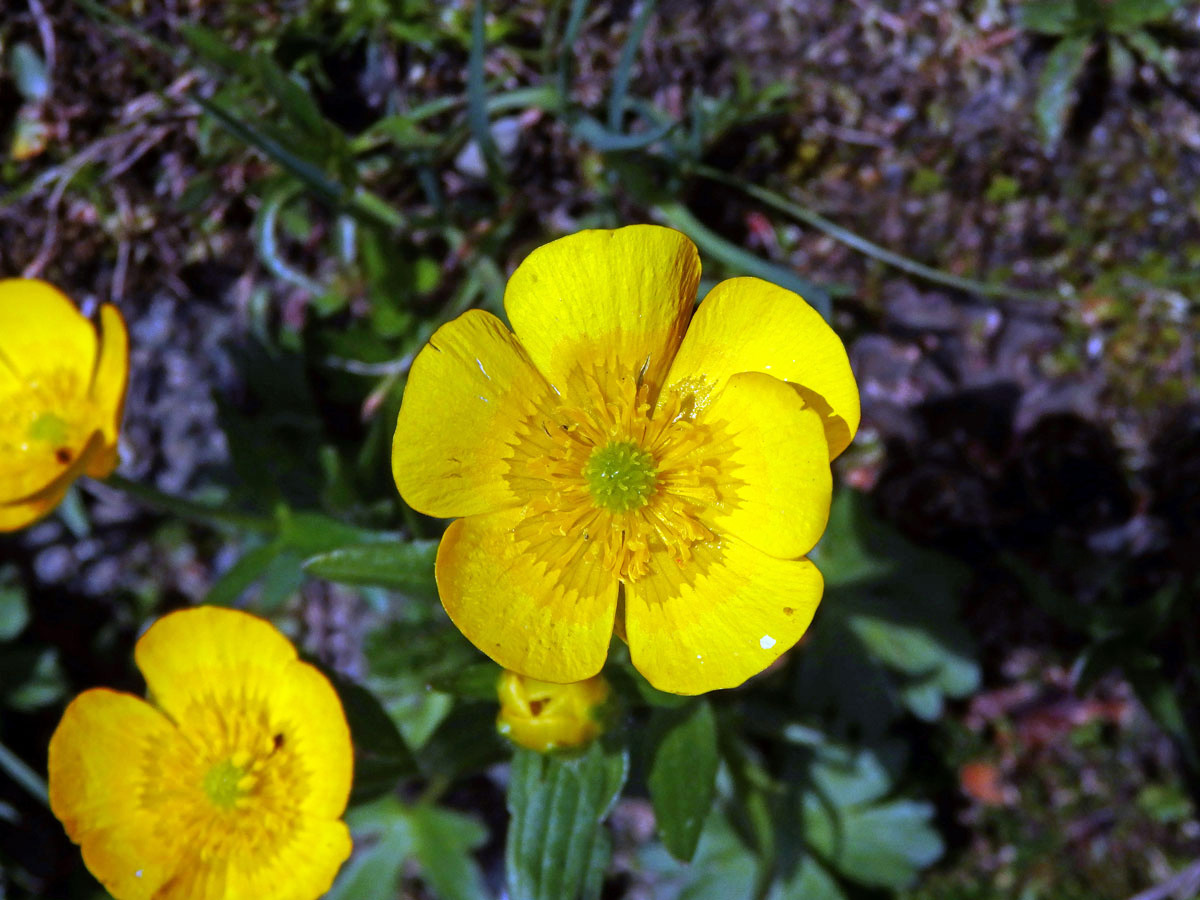 Pryskyřník horský (Ranunculus montanus Willd.)