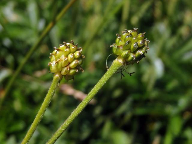 Pryskyřník horský (Ranunculus montanus Willd.)