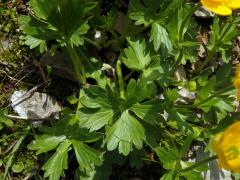 Pryskyřník horský (Ranunculus montanus Willd.)