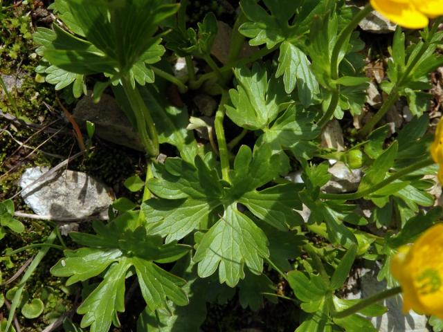 Pryskyřník horský (Ranunculus montanus Willd.)