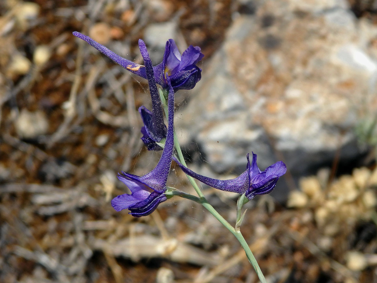 Ostrožka stračka latnatá (Consolida regalis subsp. paniculata (Host) Soó)