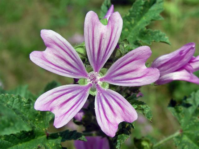 Sléz lesní (Malva sylvestris L.)