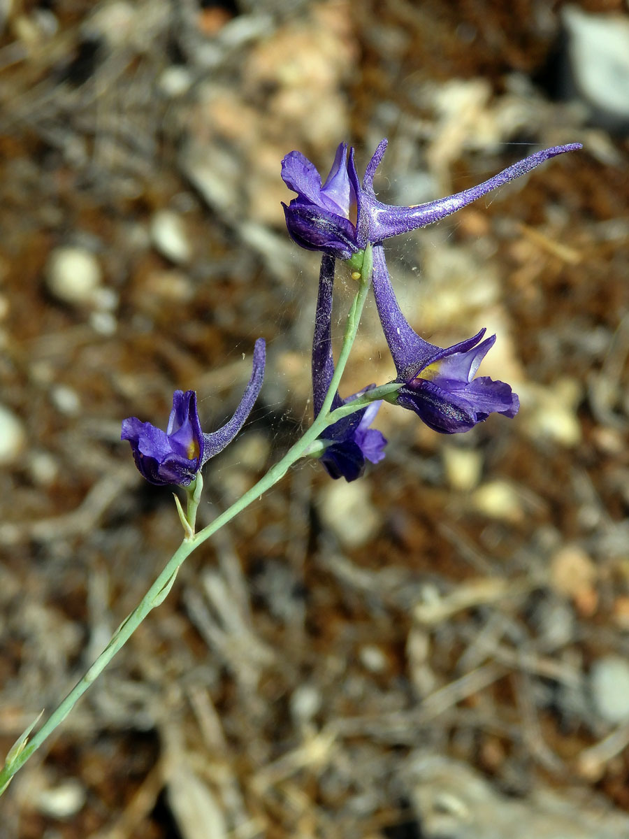 Ostrožka stračka latnatá (Consolida regalis subsp. paniculata (Host) Soó)