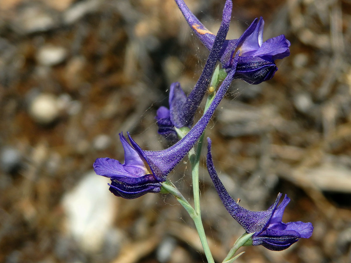 Ostrožka stračka latnatá (Consolida regalis subsp. paniculata (Host) Soó)