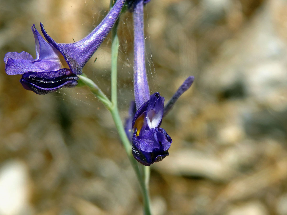 Ostrožka stračka latnatá (Consolida regalis subsp. paniculata (Host) Soó)