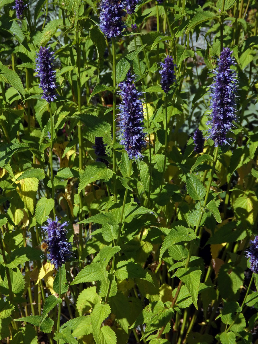 Agastache rugosa (Fisch. & C. A. Mey.) Kuntze