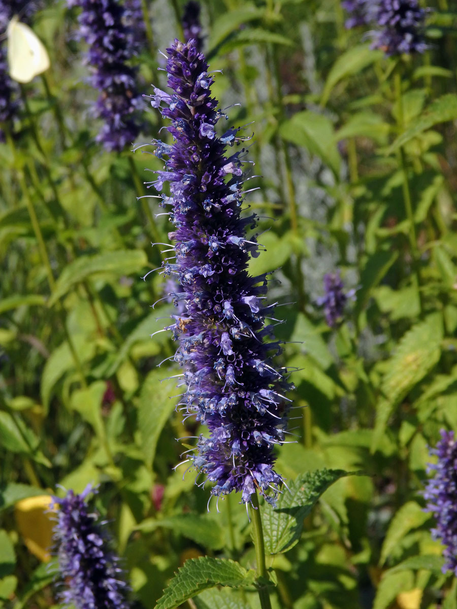 Agastache rugosa (Fisch. & C. A. Mey.) Kuntze