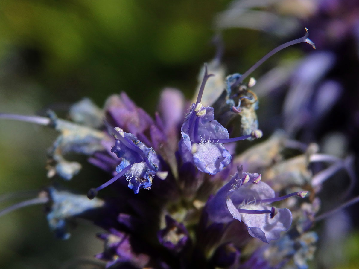 Agastache rugosa (Fisch. & C. A. Mey.) Kuntze