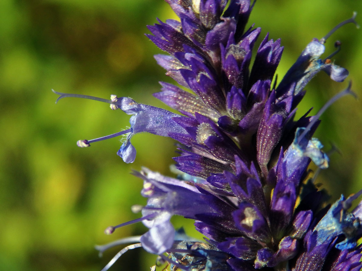 Agastache rugosa (Fisch. & C. A. Mey.) Kuntze