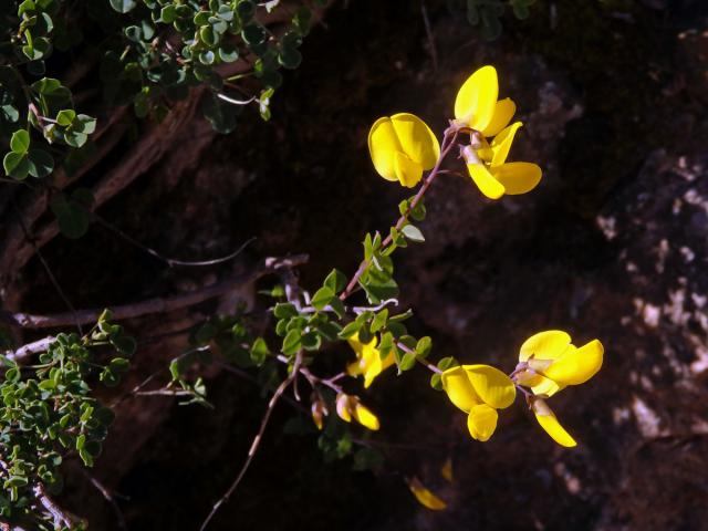 Čilimník přisedlý (Cytisophyllum sessilifolium (L.) O.Lang)