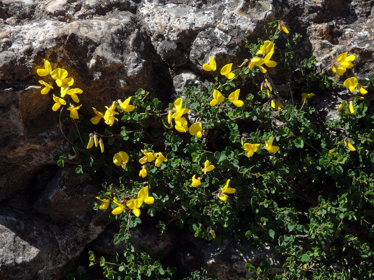 Čilimník přisedlý (Cytisophyllum sessilifolium (L.) O.Lang)