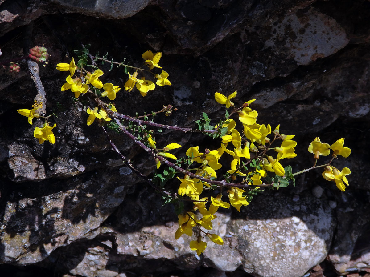 Čilimník přisedlý (Cytisophyllum sessilifolium (L.) O.Lang)