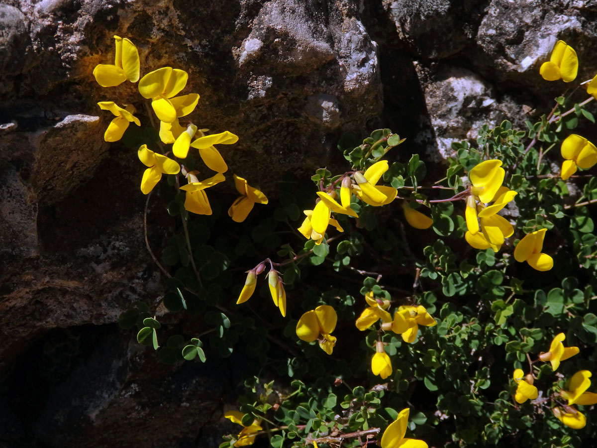 Čilimník přisedlý (Cytisophyllum sessilifolium (L.) O.Lang)