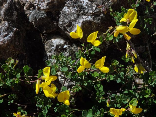 Čilimník přisedlý (Cytisophyllum sessilifolium (L.) O.Lang)