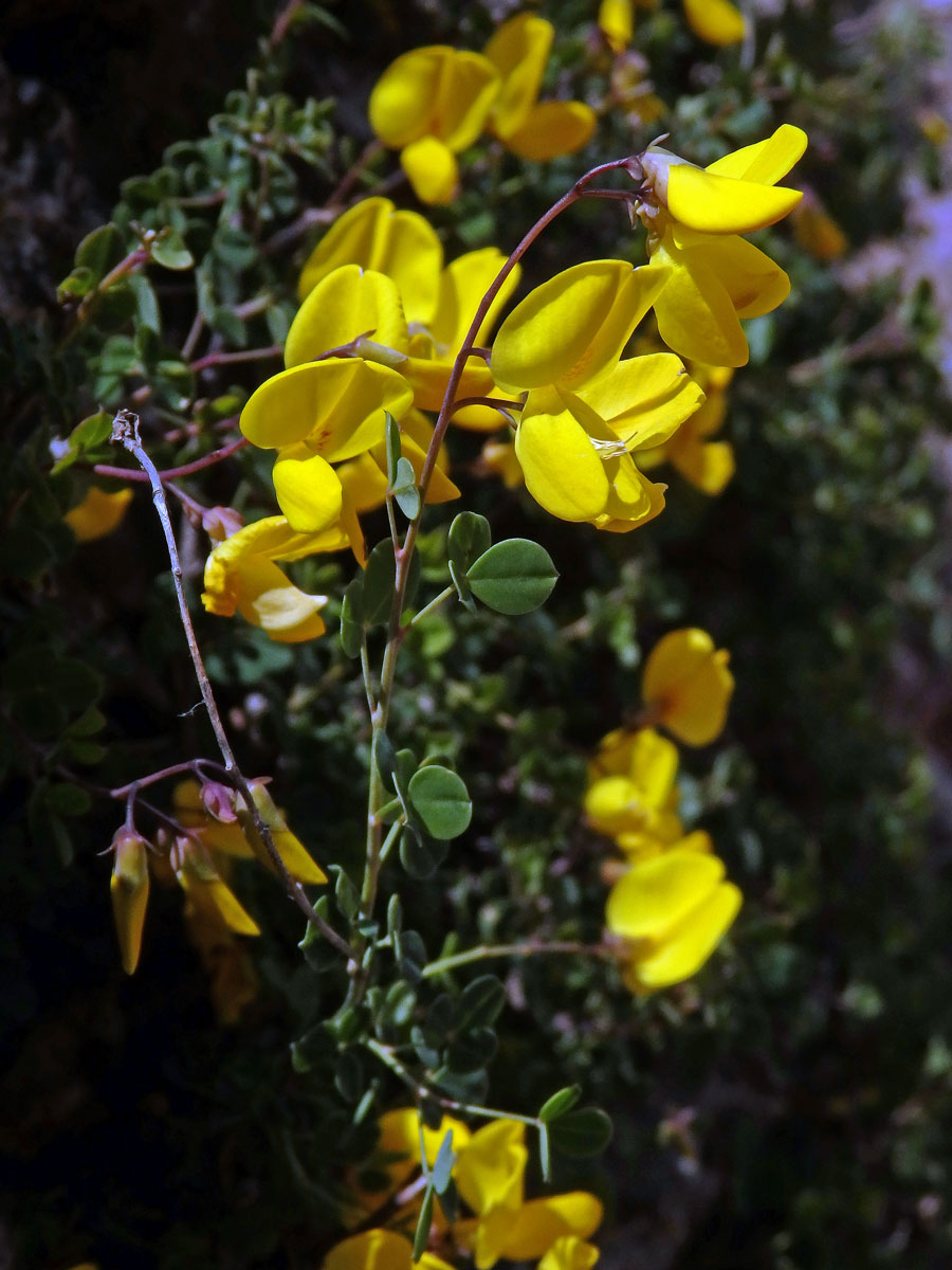 Čilimník přisedlý (Cytisophyllum sessilifolium (L.) O.Lang)