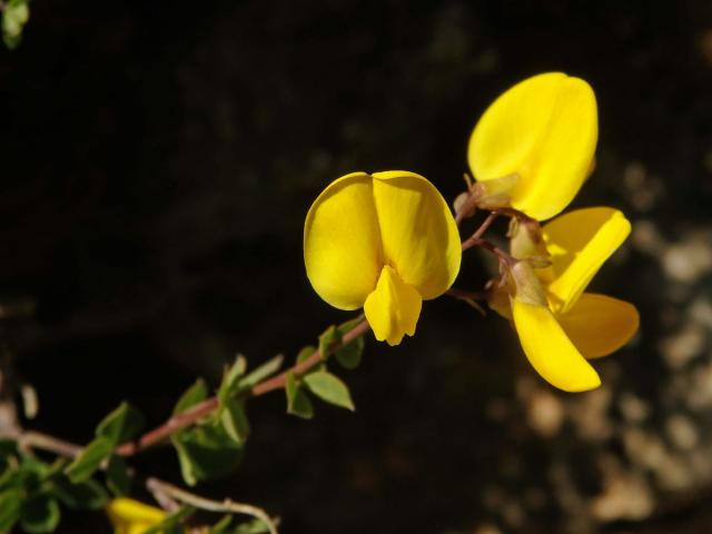 Čilimník přisedlý (Cytisophyllum sessilifolium (L.) O.Lang)