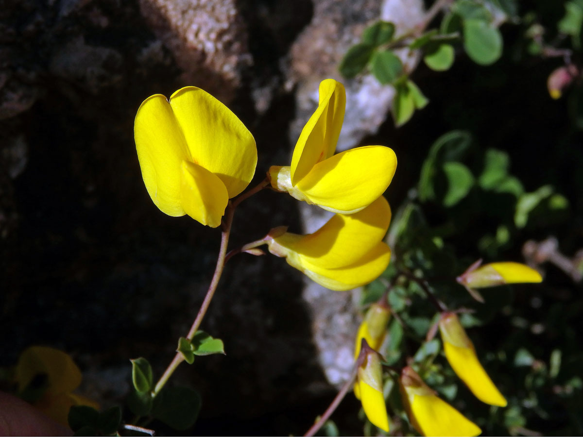 Čilimník přisedlý (Cytisophyllum sessilifolium (L.) O.Lang)