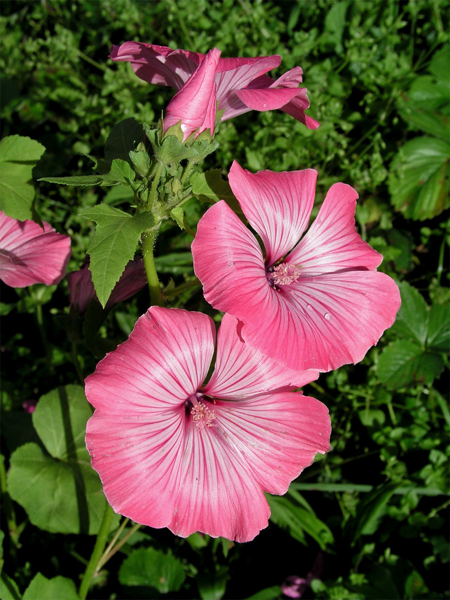 Slézovka trojklaná (Malope trifida Cav.)