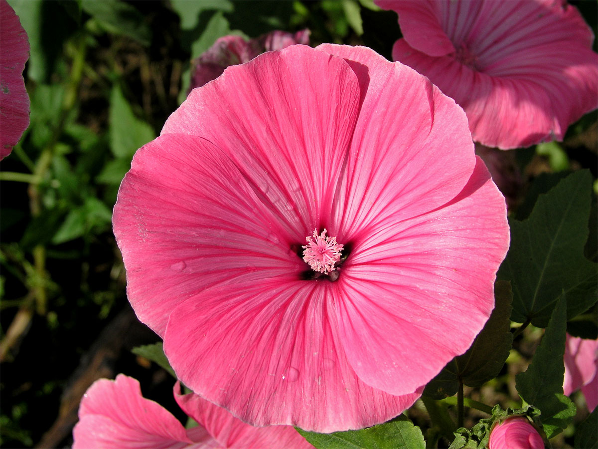 Slézovka trojklaná (Malope trifida Cav.)