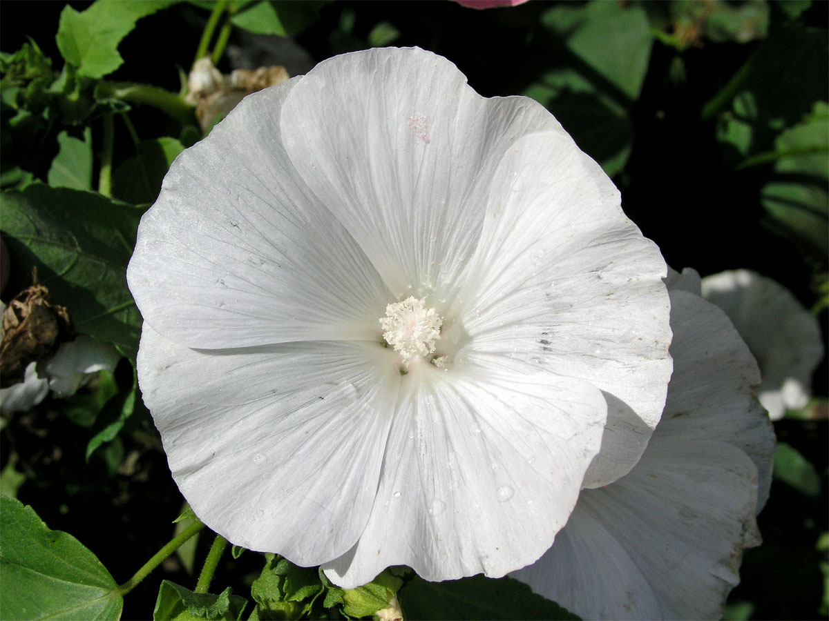 Slézovka trojklaná (Malope trifida Cav.)