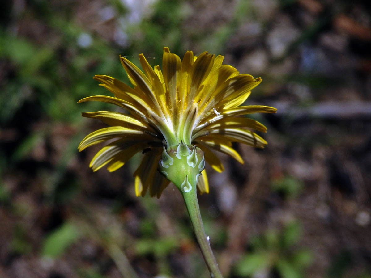 Reichardia picroides (L.) Roth