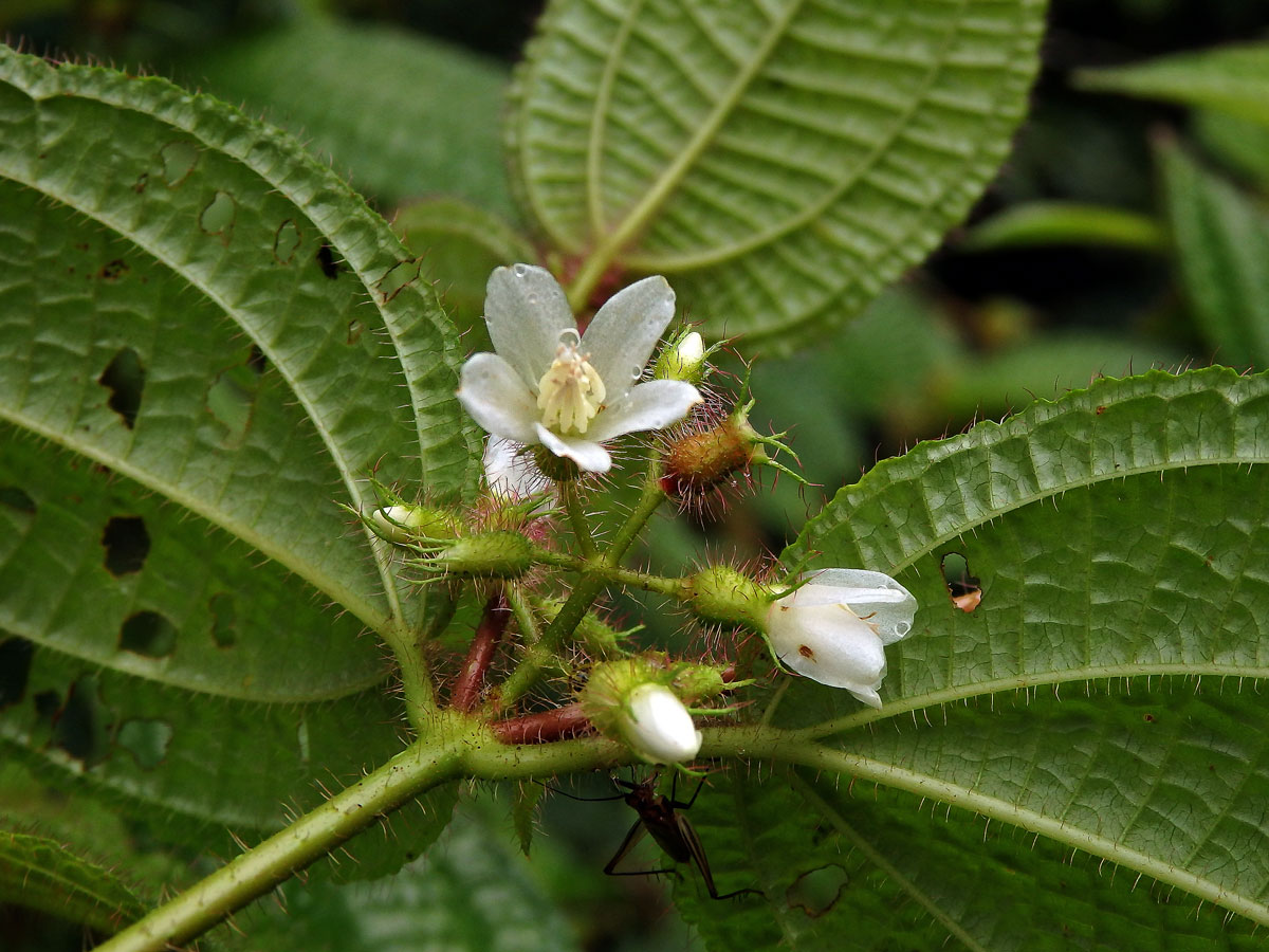 Clidemia hirta (L.) D. Don