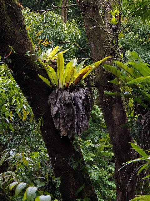 Sleziník hnízdnatý (Asplenium nidus L.)