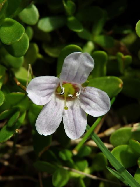 Bacopa monnieri (L.) Pennell