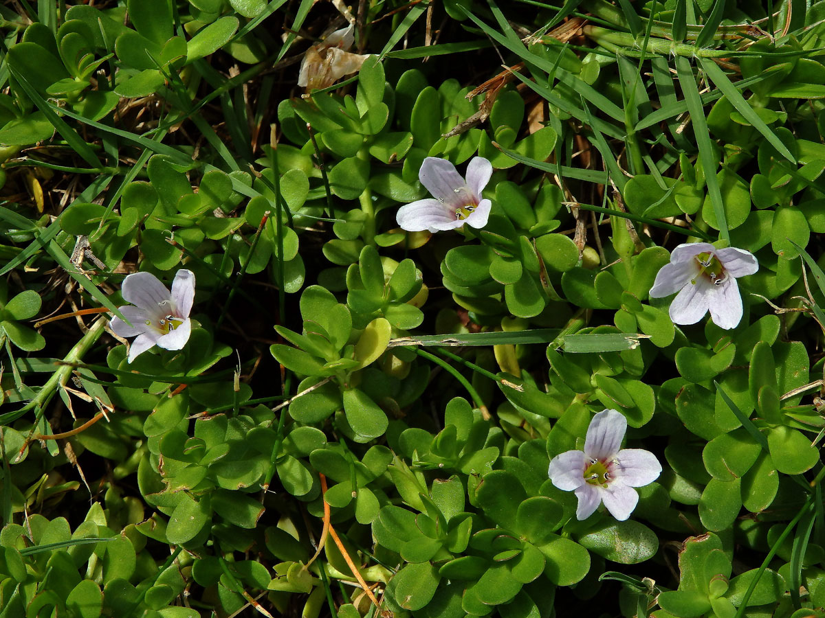 Bacopa monnieri (L.) Pennell