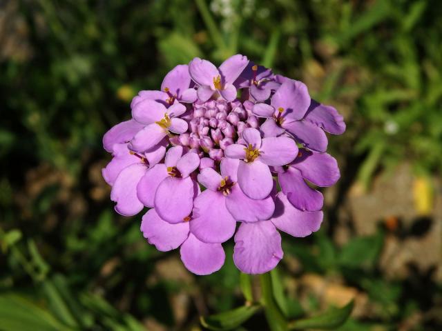 Iberka okoličnatá (Iberis umbellata L.)