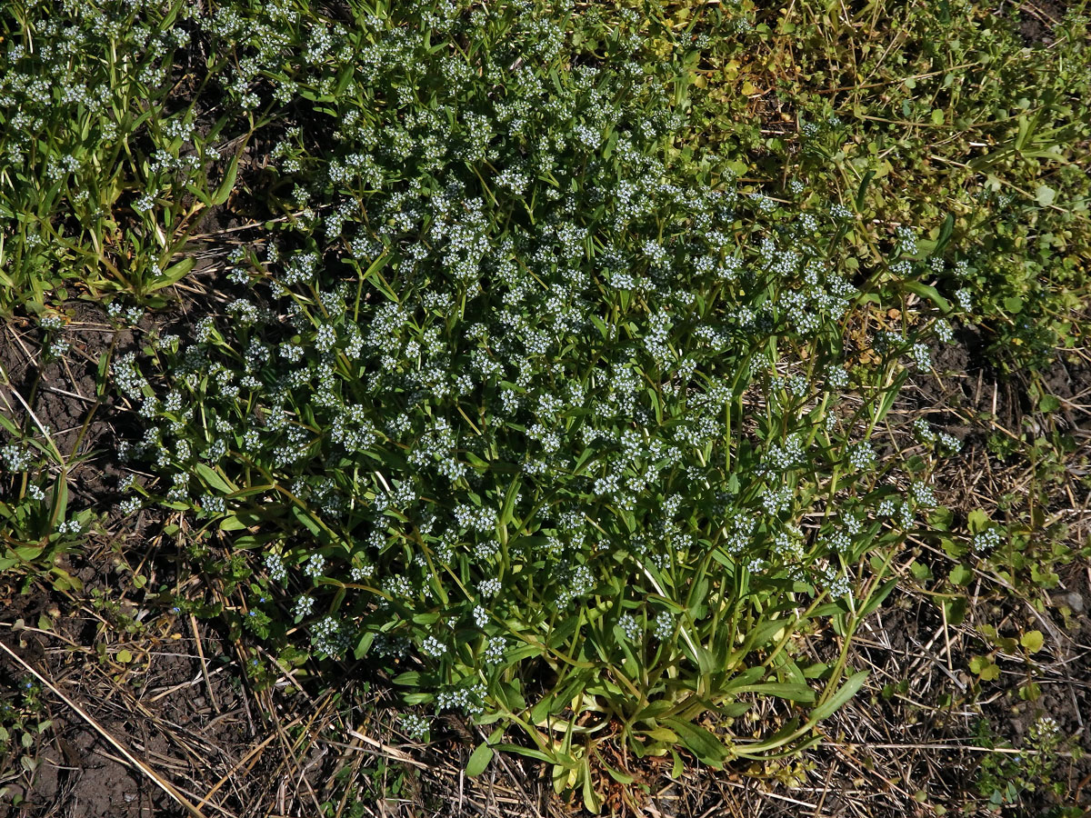 Kozlíček polníček (Valerianella locusta (L.) Laterrade)