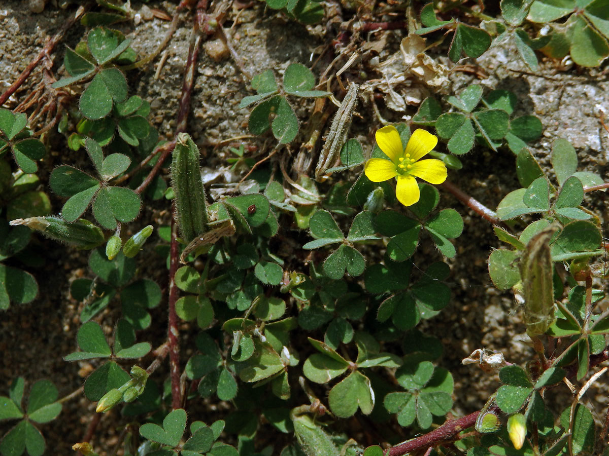 Šťavel prérijní (Oxalis dillenii Jacq.)