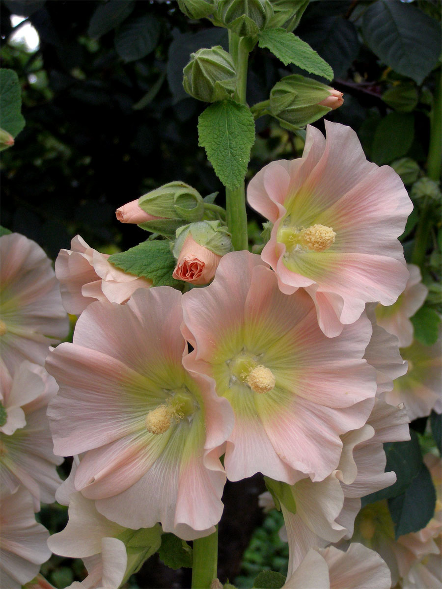 Topolovka růžová (Alcea rosea L.)